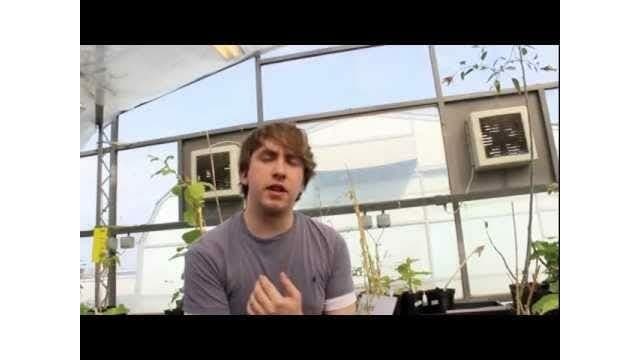 Plant evolution and speciation